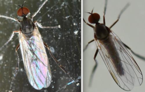 Empis sp.
